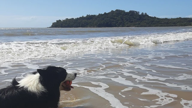 オーストラリアの海岸で飼い犬と散歩した時の様子